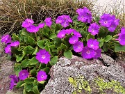 Spettacolo di fiori e marmotte sui sentieri per i Laghetti di Ponteranica – 18magg22  - FOTOGALLERY